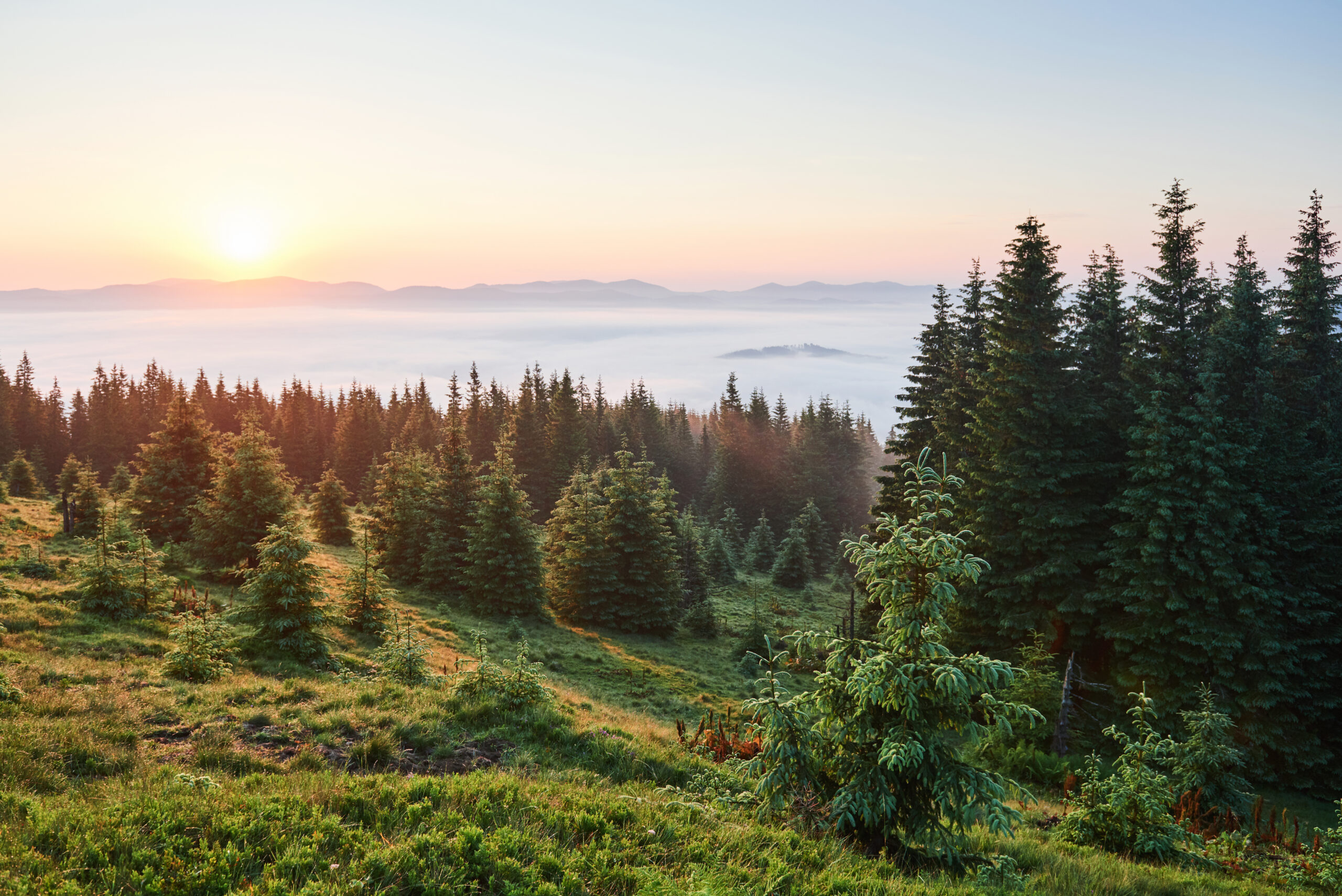 Grüne Wiesen und Wälder im Erzgebirge
